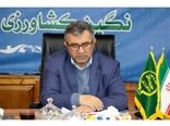 9 هزار تن کلزا و گندم در مازندران خریداری شد