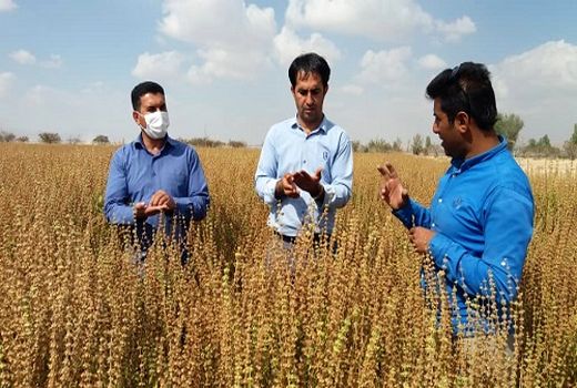 برداشت ریحان با مصارف دارویی در فسا