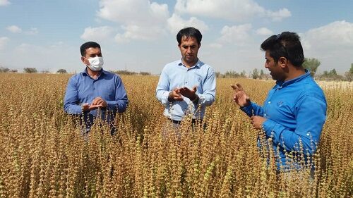 برداشت ریحان با مصارف دارویی در فسا