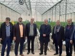 بازدید میدانی رئیس سازمان جهاد کشاورزی استان البرز از واحدهای تولیدی شهرستان نظرآباد 