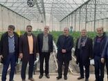 بازدید میدانی رئیس سازمان جهاد کشاورزی استان البرز از واحدهای تولیدی شهرستان نظرآباد 