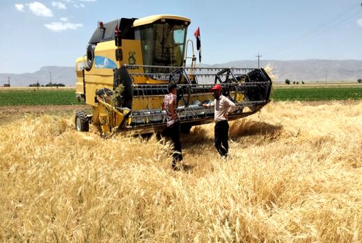 برداشت گندم به مزارع اقلید رسید