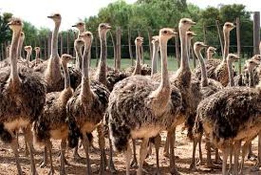 آباده؛ قطب تولید شتر مرغ در استان فارس