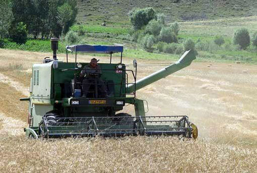 برداشت بیش از 31 هزار تن گندم و هشت هزار تن جو از مزارع شهرستان کلیبر