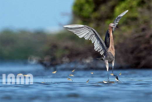 مرغ ماهی‌خوار قرمز 