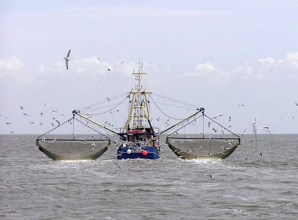 بوشهری‌ها پیشگام‌ اخذ مجوز برای فعالیت در صید