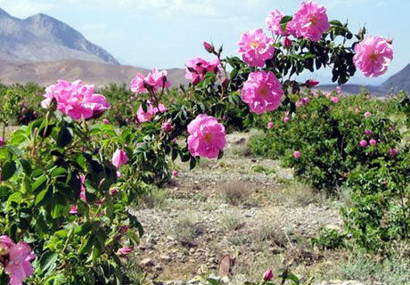 پیش‌بینی برداشت ۷۵۰ تن گل محمدی