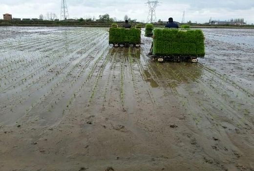 ۶۷ درصد اراضی شالیزاری گیلان کشت مکانیزه شد