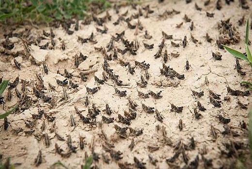 تخصیص اعتبار؛ روند مبارزه موثر با ملخ را سرعت می بخشد