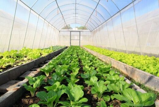 رشد 159 درصدی سطح گلخانه‌های کشور 