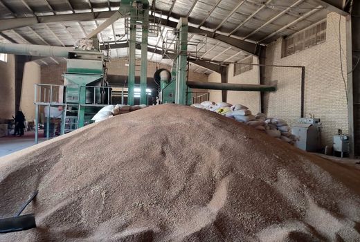 افزایش 30 درصدی توزیع بذر در کازرون