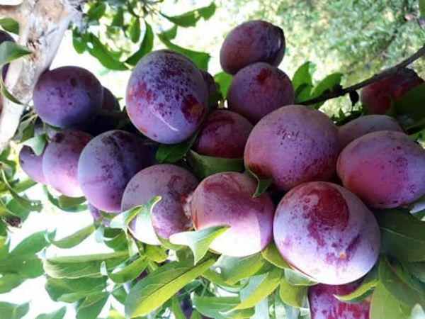 آغاز برداشت آلو از باغات استان قزوین/ پیشبینی برداشت بیش از 4 هزار و 500 تن محصول