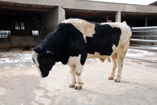  افزایش ۱۹.۸۴ درصدی تلقیح مصنوعی دام در آذربایجان شرقی