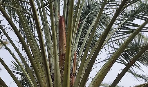 گرده‌افشانی حرفه‌ای خرما کلید برداشت اقتصادی