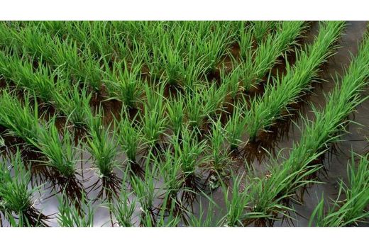 آبیاری تناوبی در 20 هزار هکتار شالیزار آمل/صرفه جویی 20 درصدی مصرف آب