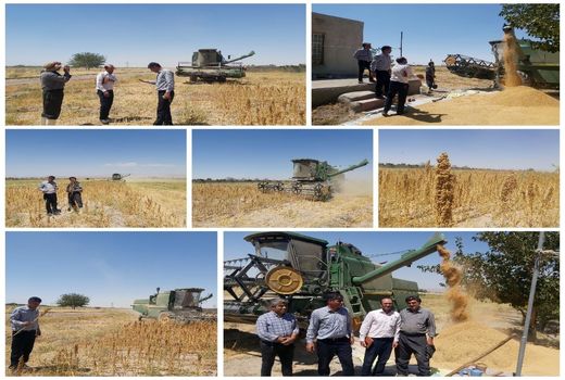 آغاز برداشت محصول کینوا در شهرستان بناب با عملکرد 1.6 تن در هکتار