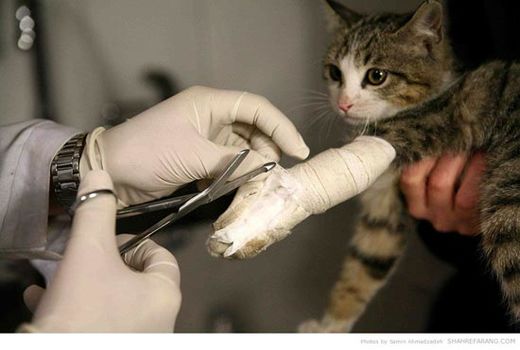 حل مشکل کلینیک‌ها و مطب‌های دامپزشکی