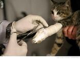حل مشکل کلینیک‌ها و مطب‌های دامپزشکی