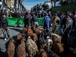 نظارت بهداشتی دامپزشکی قزوین بر نذورات ایام محرم؛ ۳۷۹ لاشه دامی بازرسی شد