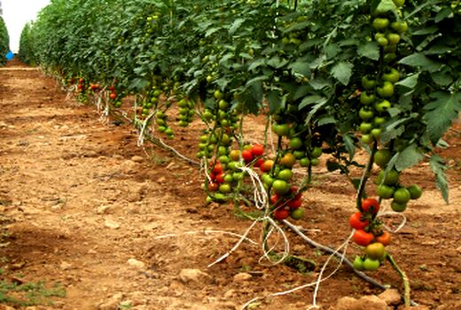 وسعت گلخانه‌های آذربایجان شرقی 2 برابر می‌شود