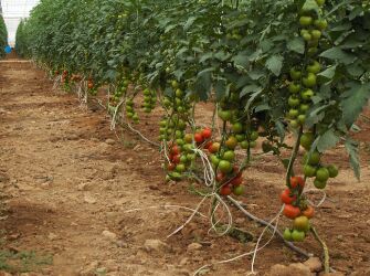 برنامه توسعه 35 هکتاری تولید محصولات گلخانه ای در سال 1399