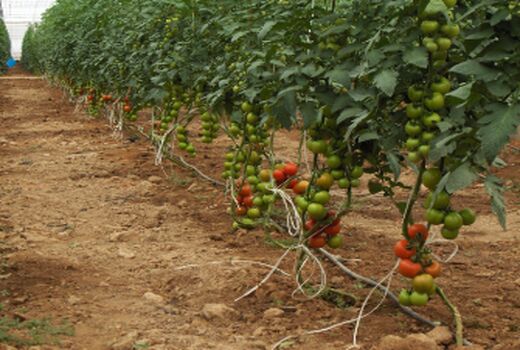 برنامه توسعه 35 هکتاری تولید محصولات گلخانه ای در سال 1399