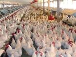 طرح حمایتی تولید قراردادی گوشت مرغ در استان قزوین آغاز شد