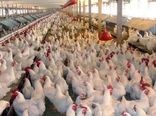 طرح حمایتی تولید قراردادی گوشت مرغ در استان قزوین آغاز شد