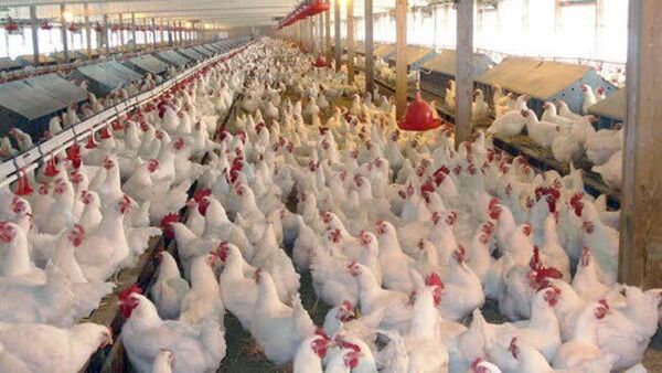 طرح حمایتی تولید قراردادی گوشت مرغ در استان قزوین آغاز شد
