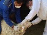 اجرای طرح نظارت و کنترل بهداشتی و شرعی بر دام‌های قربانی در بوشهر