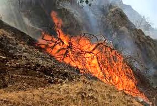 ۱۵هکتار از جنگل‌های مانه و سملقان در آتش غفلت سوخت 