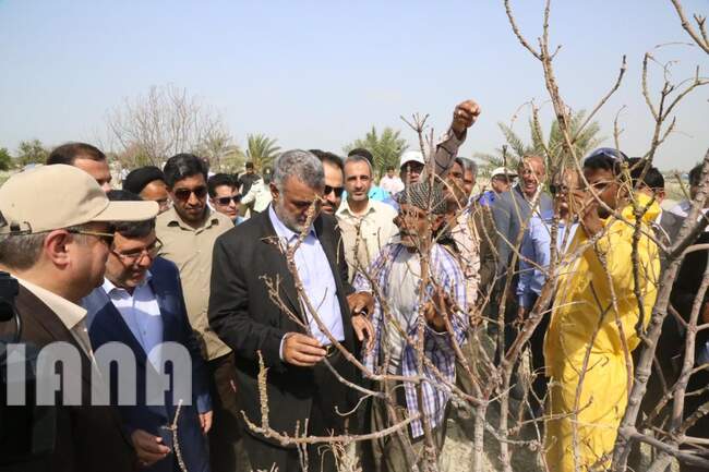 بازدید وزیر جهاد کشاورزی از کانون های آلوده به آفت ملخ صحرایی در شهرستان سیریک استان هرمزگان