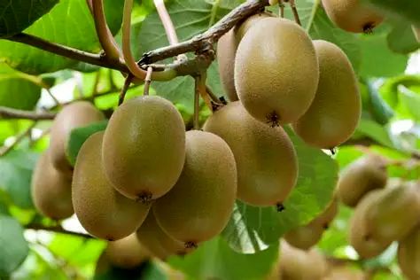 برداشت علمی کیوی کلید حفظ اعتبار جهانی محصول ایرانی است