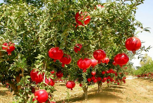 برداشت انار در سطح ۴۳۰ هکتار از باغات ایلام آغاز شد