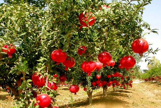 برداشت انار در سطح ۴۳۰ هکتار از باغات ایلام آغاز شد
