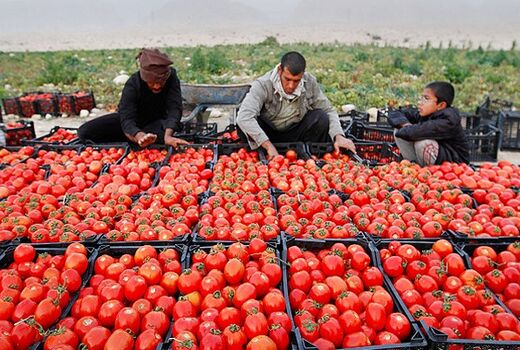 برداشت ۱۱۵ هزار تن گوجه‌فرنگی از مزارع بوشهر