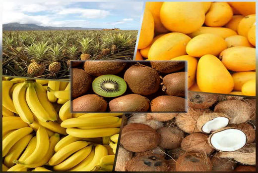 تهاتر صادرات کیوی با واردات میوه‌های گرمسیری