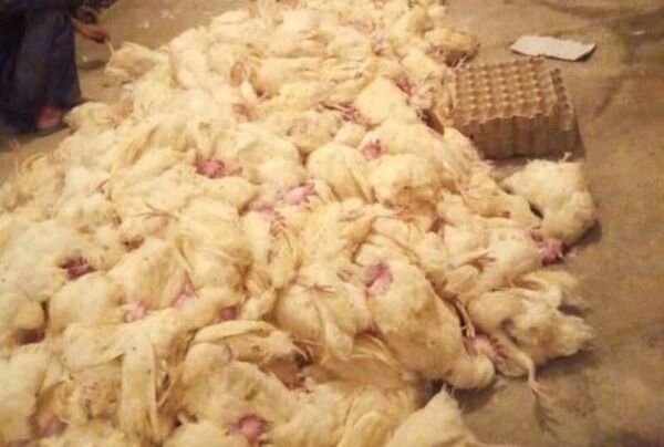 ۱۰ هزار قطعه مرغ به دلیل قطعی برق در بافق تلف شدند