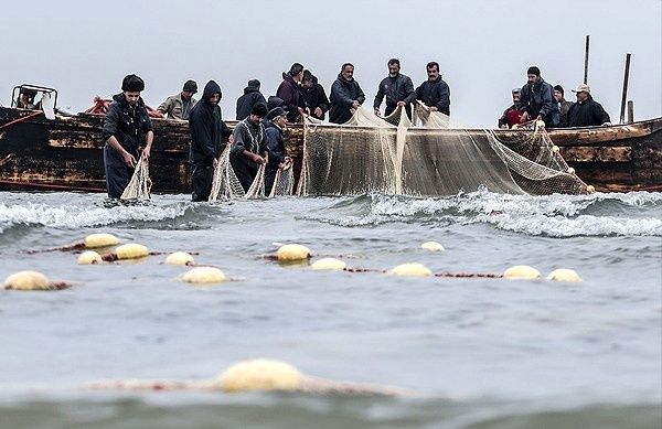 افزایش صید ماهیان دریای خزر در سال جاری / سالانه 300 میلیون قطعه بچه ماهی استخوانی در رودخانه ها رهاسازی می شود