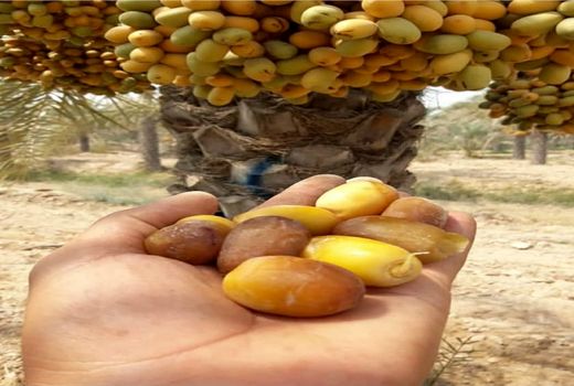 برداشت خرما در قیروکارزین 