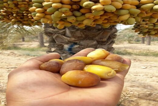 برداشت خرما در قیروکارزین 