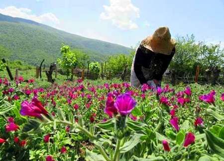 درآمدهای حاصل از محصولات فرعی برای مدیریت جنگل کافی نیست
