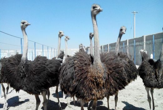 اگر کار آفرینی نمی‌کردم مردم روستا مهاجرت می‌کردند 