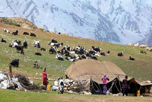 تولید بیش از 10 هزار و500 تن گوشت قرمز توسط عشایر چهارمحال و بختیاری 