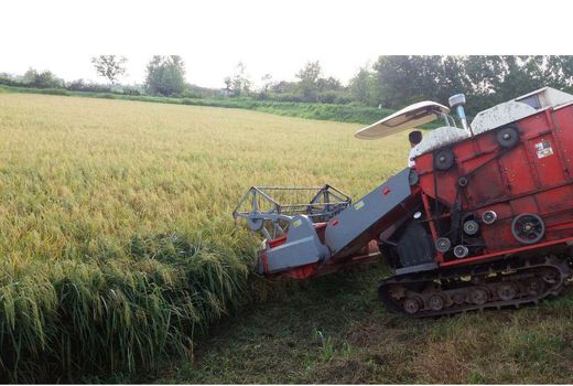 افزایش برداشت دوم برنج در سال جاری