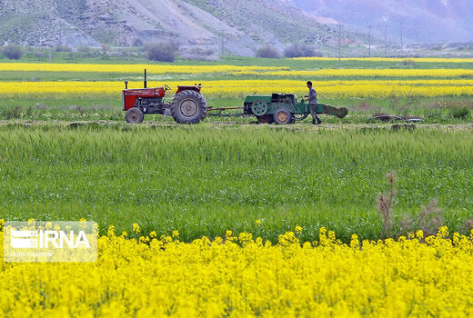 کاشت بذور سخت و برداشت توسعه