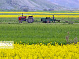 کاشت بذور سخت و برداشت توسعه