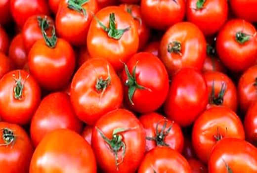  گواهی محصول سالم برای گوجه فرنگی مرودشت صادر شد