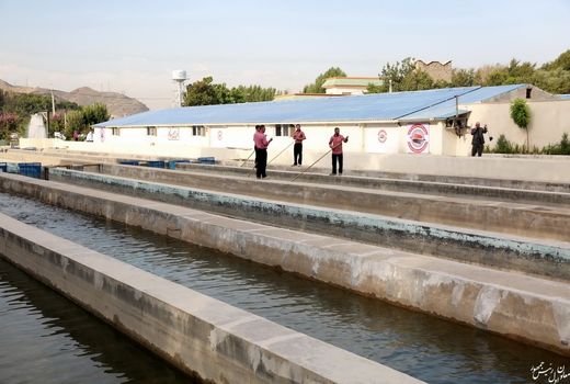 تولید انواع ماهیان گرمابی و سردابی در ۳۸ واحد استخر پرورش ماهی