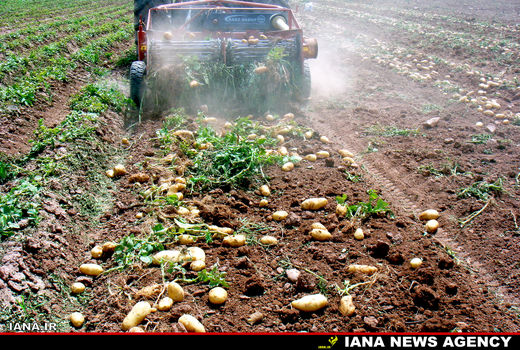 برداشت سیب‌زمینی 